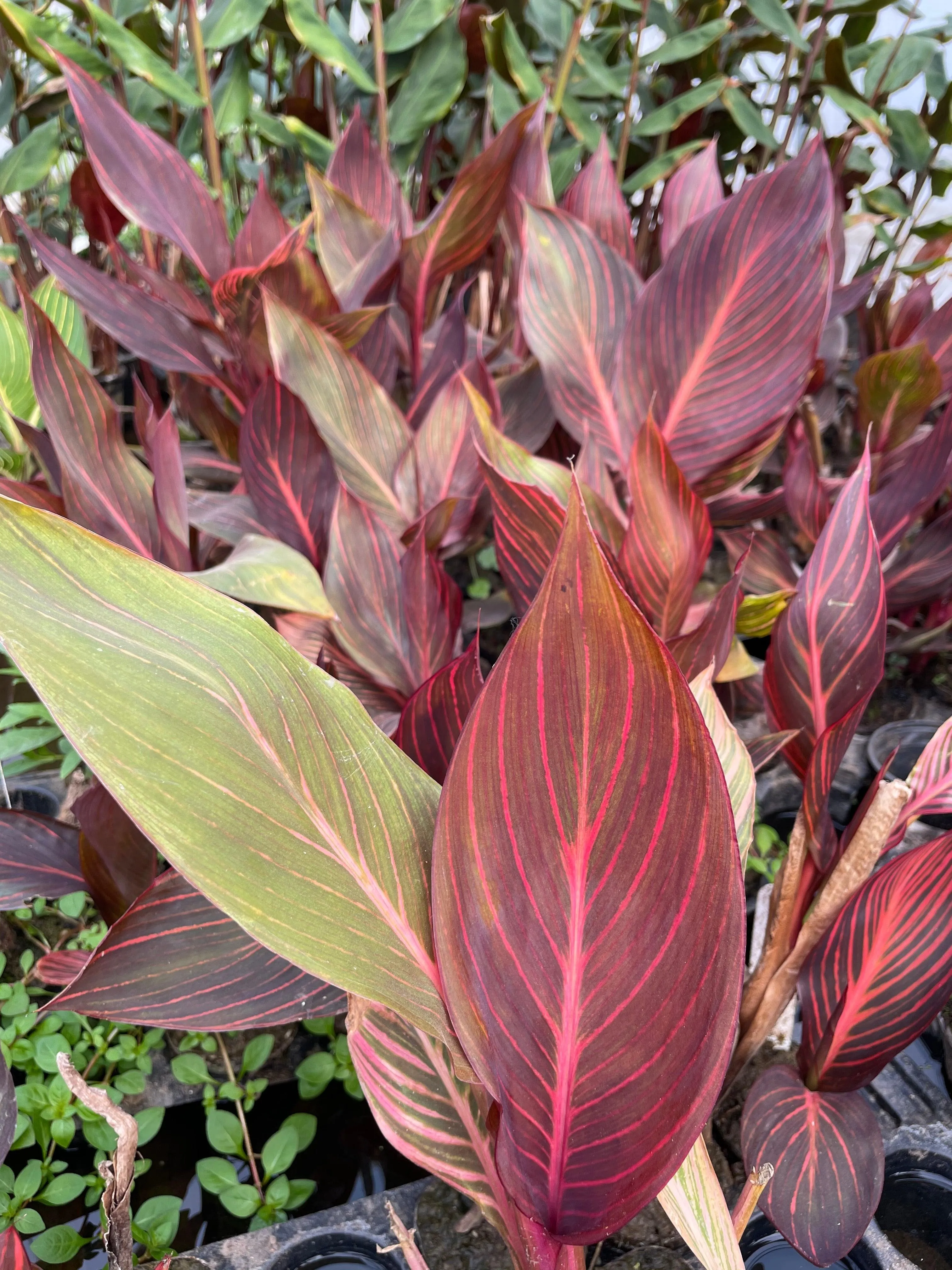 Canna 'African Sunset' (Bare Root)