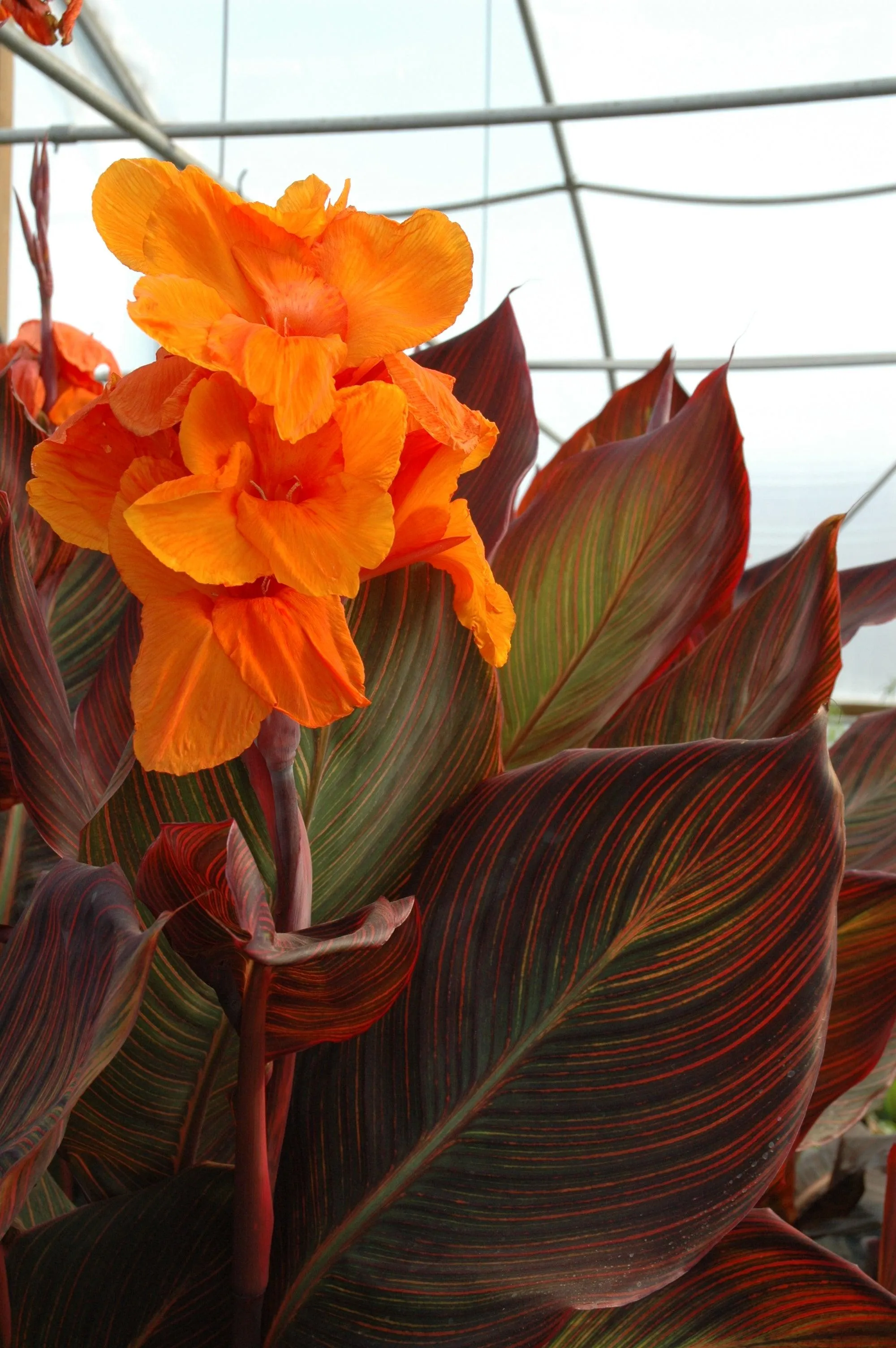 Canna 'African Sunset' (Bare Root)