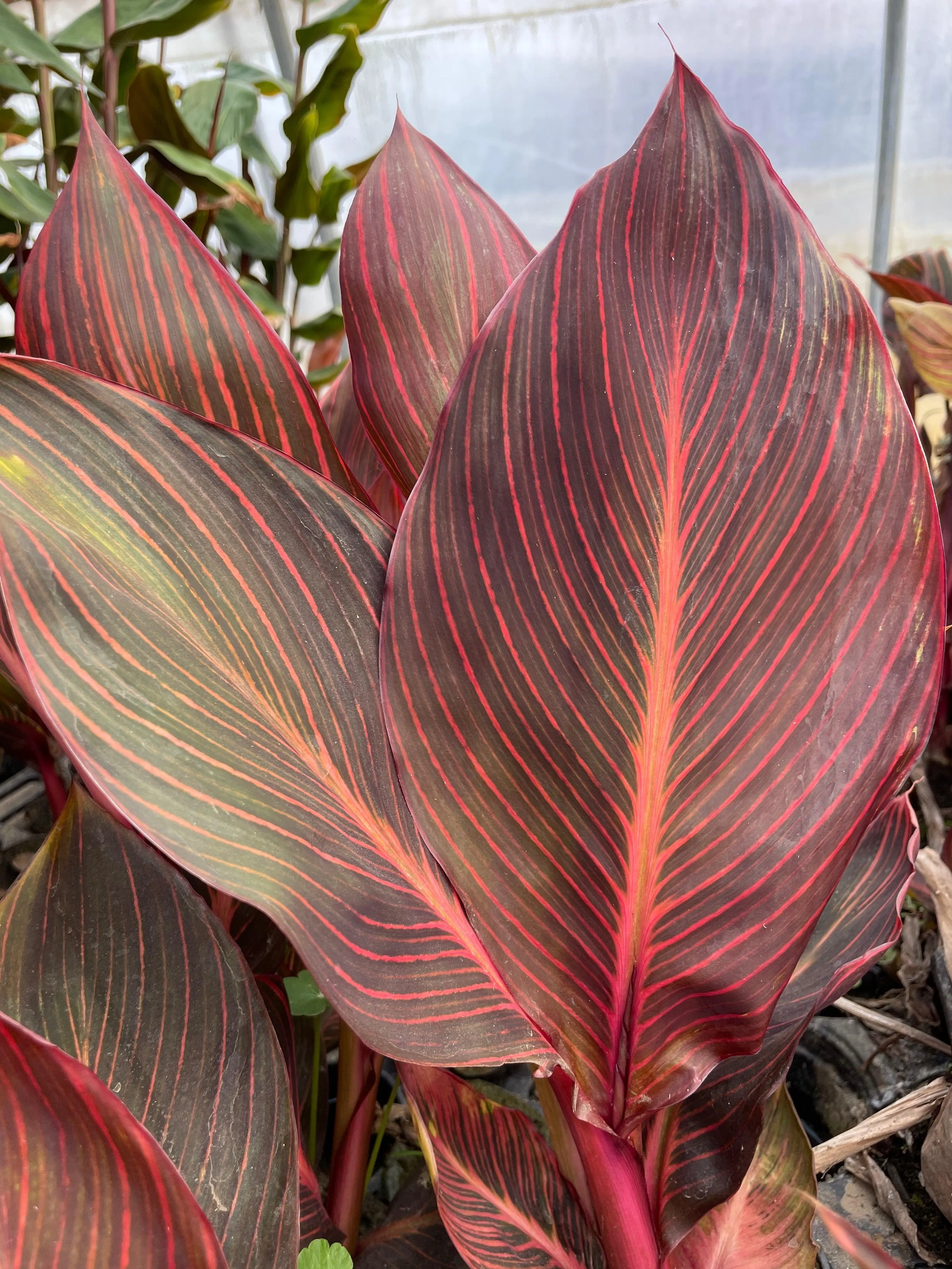 Canna 'African Sunset' (Bare Root)