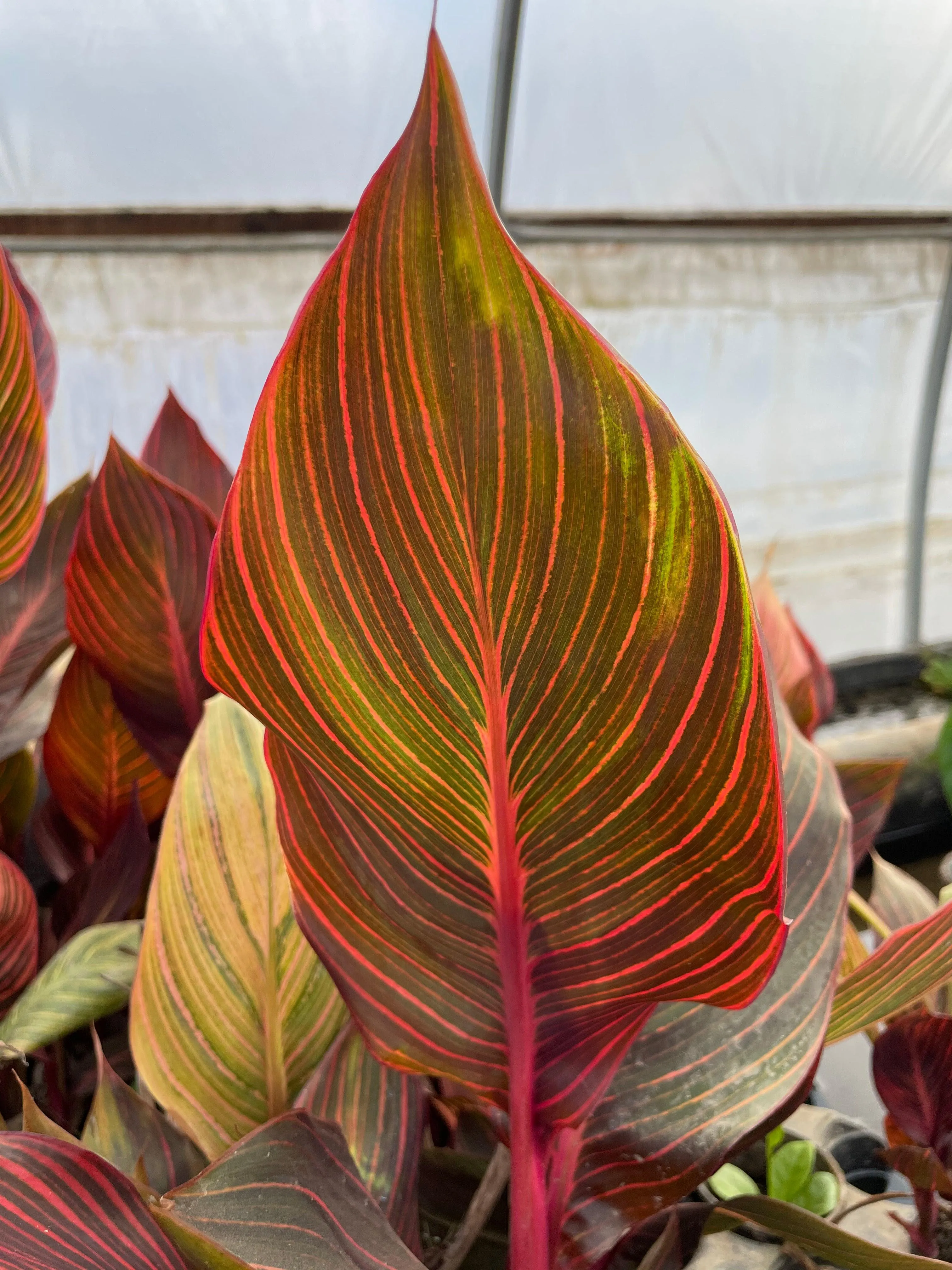 Canna 'African Sunset' (Bare Root)