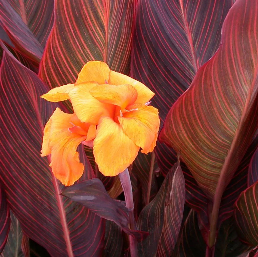 Canna 'African Sunset' (Bare Root)